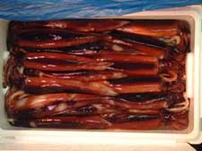 クリックで拡大表示 下氷のスルメイカ