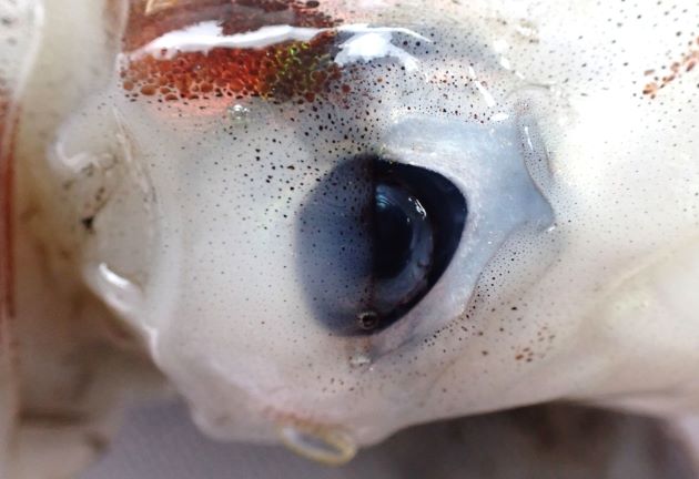イカの眼は水晶体が海水に露出していて、頭部から下がる瞼（まぶた）状の皮膜がある。