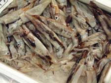 バライカ(ムギイカ)