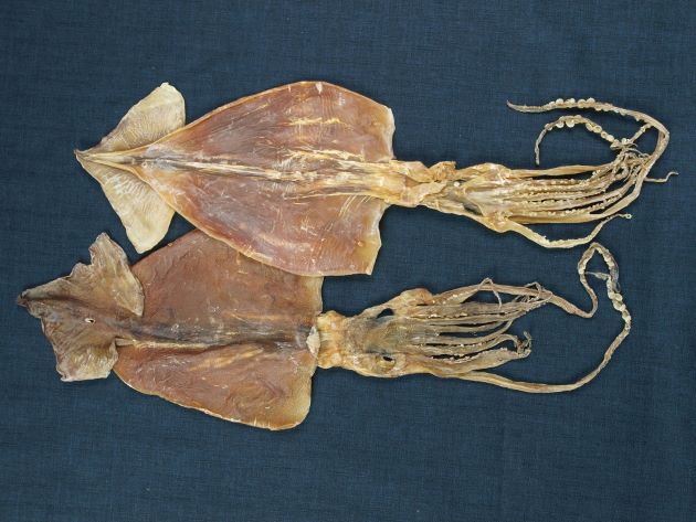 スルメイカ | 軟体 | 市場魚貝類図鑑