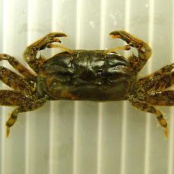オサガニ科について 生物一覧ー 市場魚貝類図鑑