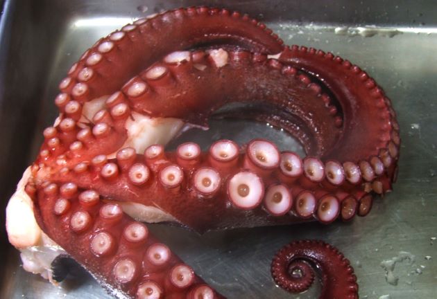 マダコ タコ 市場魚貝類図鑑