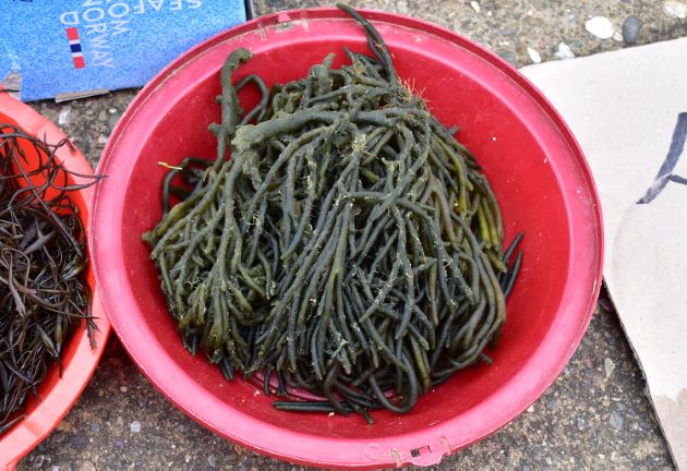 韓国、ナガミル