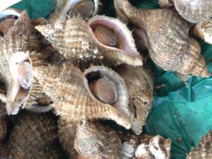 クリックで拡大表示