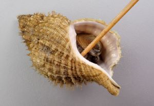 クリックで拡大表示