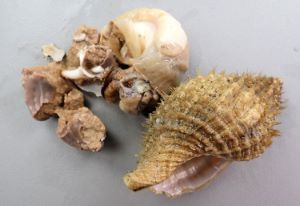 クリックで拡大表示