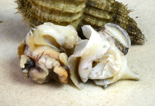 クリックで拡大表示