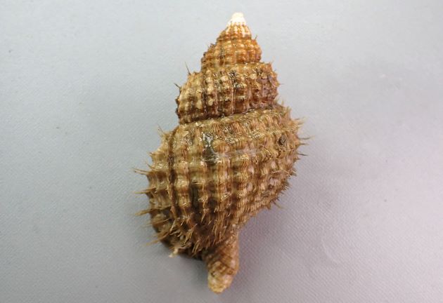 11cm SL 前後になる。褐色の網状の殻皮に覆われている。膨らみがあり、毛を取ると貝殻は白い。殻口内も白い。［11cm SL・78g］