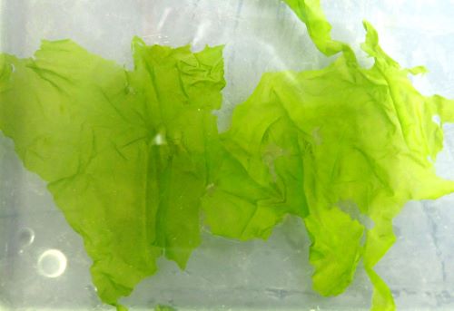 アオサ 海藻 植物 市場魚貝類図鑑