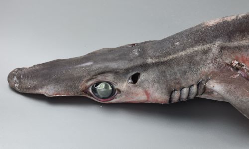 サガミザメ 魚類 市場魚貝類図鑑 サガミザメ 魚類 市場魚貝類図鑑