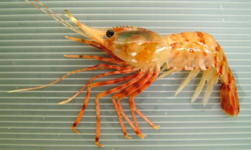 サハリンボタンエビ 甲殻 市場魚貝類図鑑