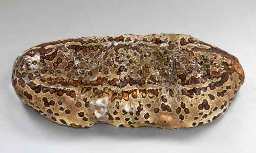 長さ40cm前後になる。水中ではもっと大きいかも知れない。