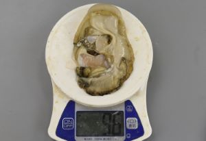 クリックで拡大表示