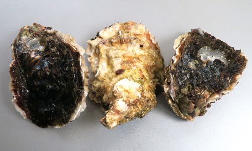 イワガキ 軟体 市場魚貝類図鑑 イワガキ 軟体 市場魚貝類図鑑