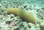 イシナマコ（サンゴ）のサムネイル写真