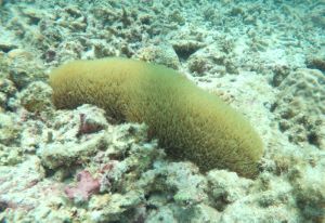 イシナマコ（サンゴ）のサムネイル写真