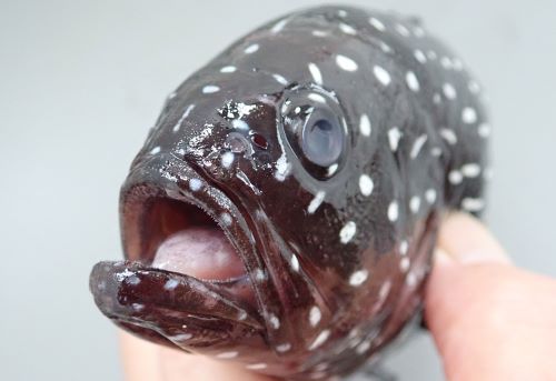 25cm SL 前後になる。前鰓蓋骨後縁に棘がある。下顎先端下部に皮弁がある(ほとんど見えない)。体側に白い縦縞(長さはマチマチ)がある。