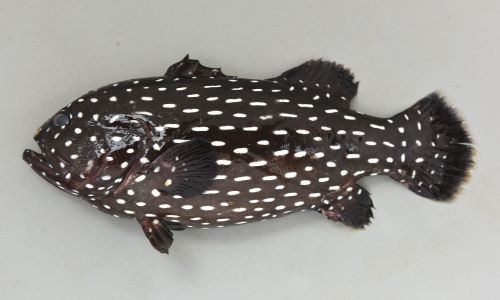 25cm SL 前後になる。前鰓蓋骨後縁に棘がある。下顎先端下部に皮弁がある(ほとんど見えない)。体側に白い縦縞(長さはマチマチ)がある。