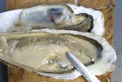 カキの貝殻の開け方2