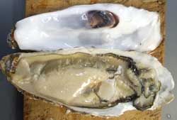 カキの貝殻の開け方3