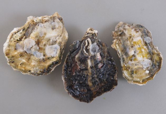 貝殻の形は生息場所によって様々。色合いや模様にも変化が見られる。［長崎県有明海］
