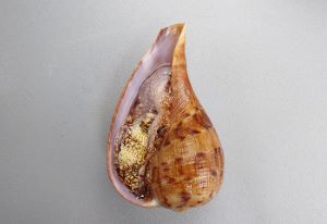 クリックで拡大表示