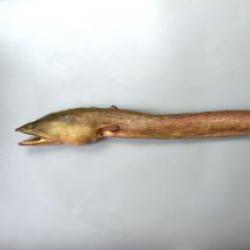 タツウミヘビ属について 生物一覧ー 市場魚貝類図鑑
