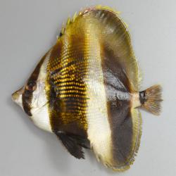 タキゲンロクダイ属について 生物一覧ー 市場魚貝類図鑑