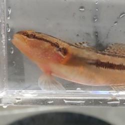 チチブ ε( ε ˘ω˘)スイー チチブ属について＆生物一覧ー | 市場魚貝類図鑑