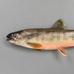 オショロコマ 魚類 市場魚貝類図鑑