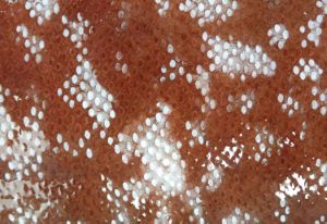 クリックで拡大表示