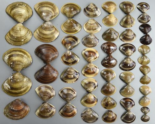 ハマグリ | 軟体 | 市場魚貝類図鑑