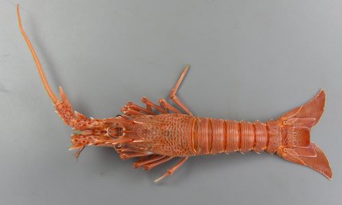 体長25.8cm・甲幅7.6cm前後になる。額縁には正中棘、眼上棘が1対、眼下棘が1対。腹部の背面各節に4〜7条の横溝がある。