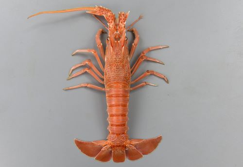 体長25.8cm・甲幅7.6cm前後になる。額縁には正中棘、眼上棘が1対、眼下棘が1対。腹部の背面各節に4〜7条の横溝がある。