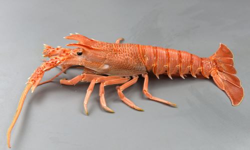 体長25.8cm・甲幅7.6cm前後になる。額縁には正中棘、眼上棘が1対、眼下棘が1対。腹部の背面各節に4〜7条の横溝がある。