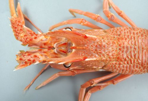 体長25.8cm・甲幅7.6cm前後になる。額縁には正中棘、眼上棘が1対、眼下棘が1対。腹部の背面各節に4〜7条の横溝がある。