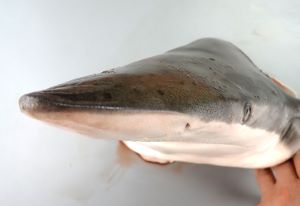 クリックで拡大表示