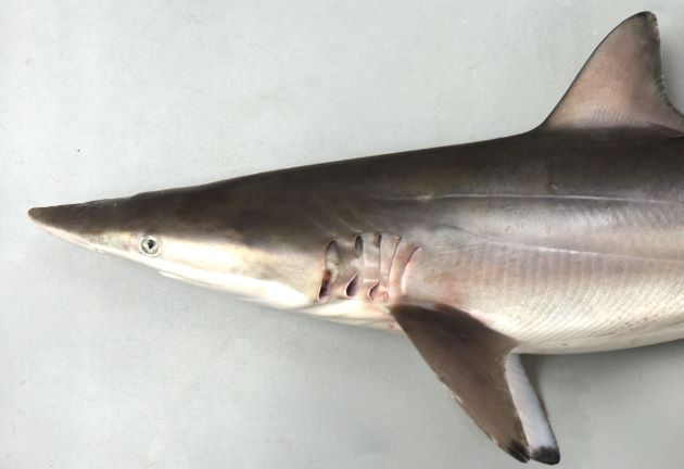 吻端は尖る。［高知県幡多郡大月町古満目　91cm TL・4.088kg］