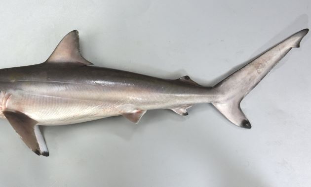 80cm-100cmになると第２背鰭・臀鰭・尾鰭下葉の先端にはっきりした黒斑が出る。［高知県幡多郡大月町古満目　91cm TL・4.088kg　第二背鰭・胸鰭・臀鰭・尾鰭下葉の先端に黒斑があるが、腹鰭には黒斑がない］