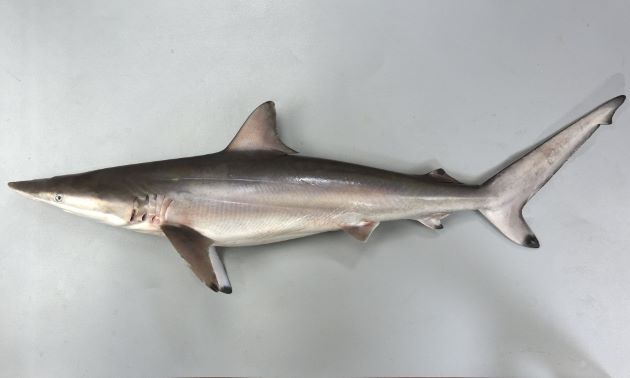 ハナザメの形態写真