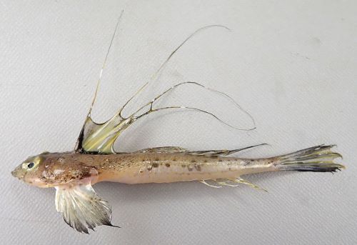 平凡　月魚 金魚王子】三色和金（四つ尾） 14.5cm前後 (個体番号：vfr342