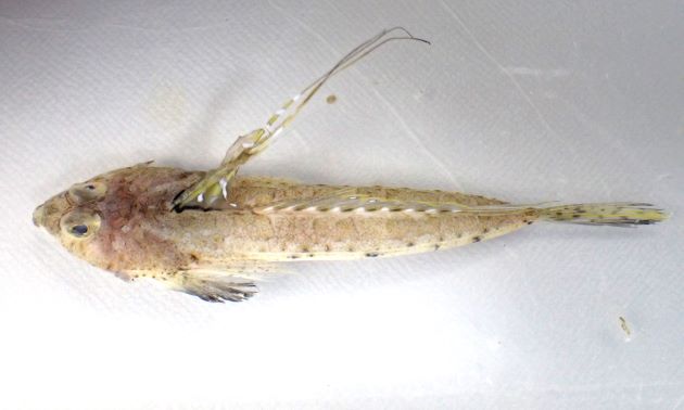 6cm SL 前後になる。前鰓蓋骨棘は内側に曲がり突起（とげ）は大きく数本。第１背鰭は非常に大きく軟条は糸状に伸びる。第２背鰭に目だった斑紋はない。［福島県相馬市原釜産］