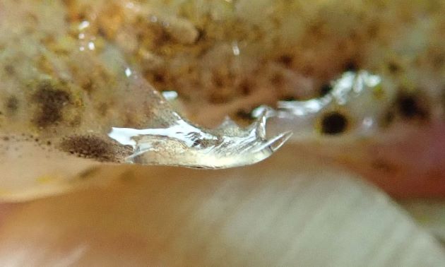 前鰓蓋骨棘は内側に曲がり突起（とげ）は大きく数本。［茨城県産］
