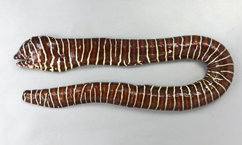 ゼブラウツボ | 魚類 | 市場魚貝類図鑑