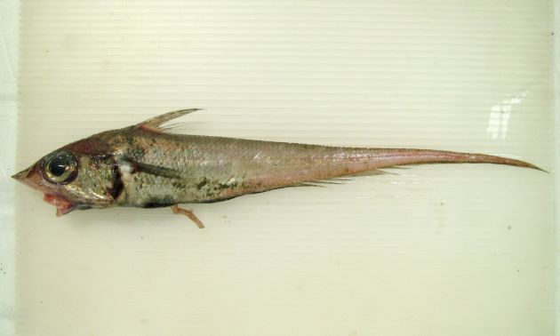 36cm SL 前後になる。胸鰭上部にやや大きな黒い斑紋がある。吻は尖り、体表はザラザラと棘を感じる。第１背鰭と第2背鰭は離れている。鰓条骨は6、発光器はやや長い。