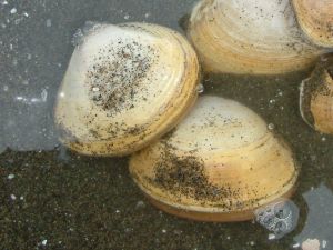 クリックで拡大表示