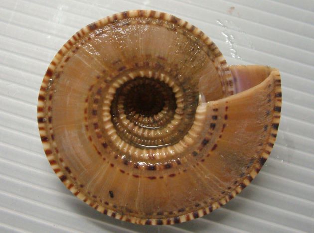 70mm SW 前後になる。殻は大きい。縫合の下の螺溝は明瞭で縫合と縫合の間の平滑な部分が二分されている。縫合下の螺肋と周辺の螺肋には褐色斑がある。