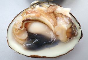 ウバガイ ホッキガイ 市場魚貝類図鑑 ウバガイ ホッキガイ 市場魚貝類図鑑
