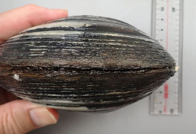 殻長15cm、殻高12cm、殻幅10cm、重さ600gを超える。黒っぽい殻皮があり、膨らみが非常に高く三角お握り型。