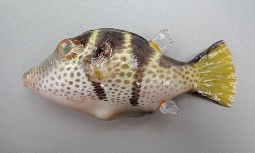 シマキンチャクフグ 魚類 市場魚貝類図鑑
